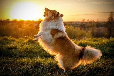 The dog playing with the ball during sunset